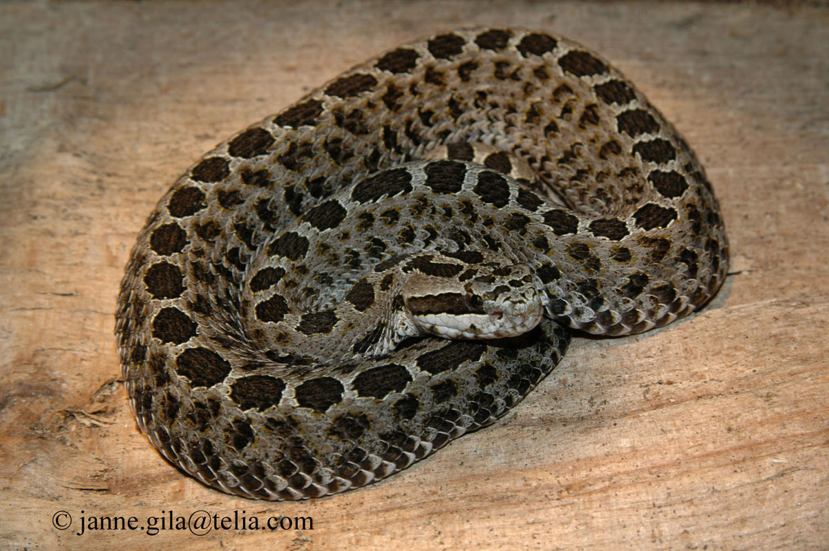 C t triseriatus