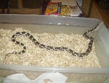 Female Northern Pine Snake