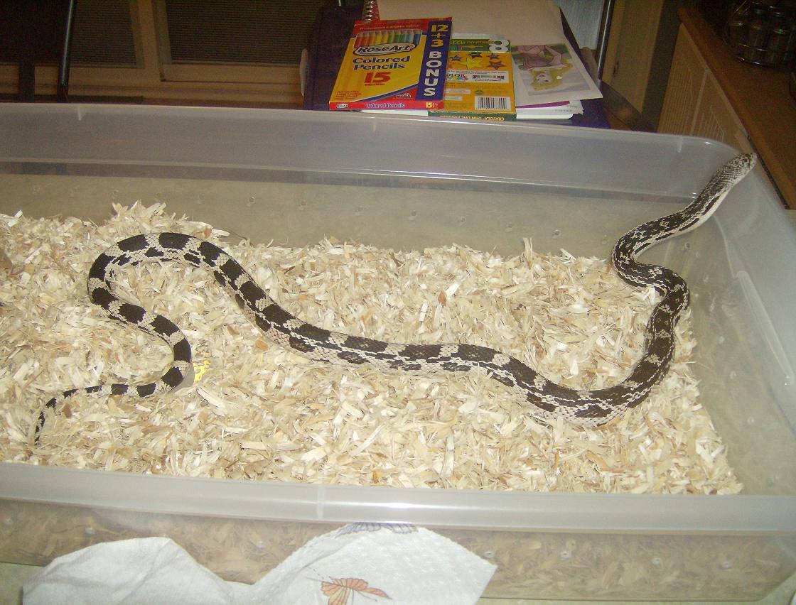 Female Northern Pine Snake