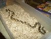 Female Norhern Pine Tan Color