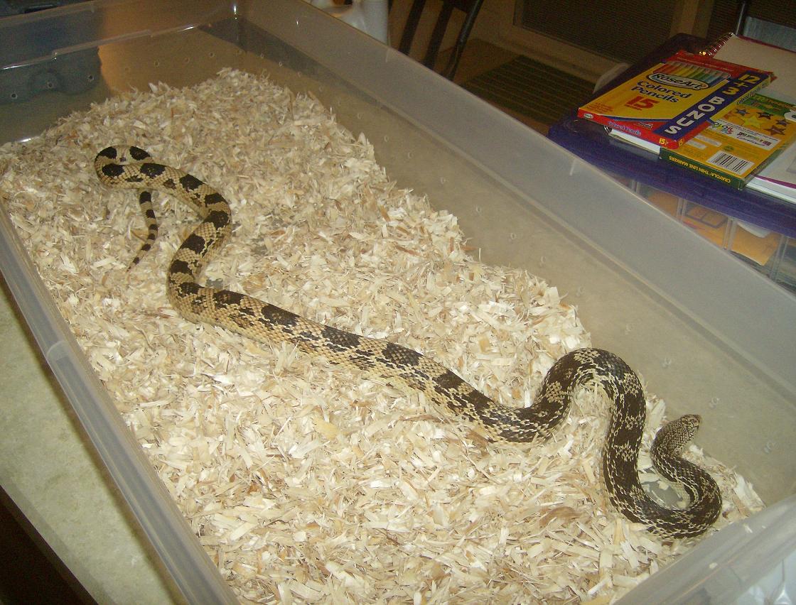Female Norhern Pine Tan Color