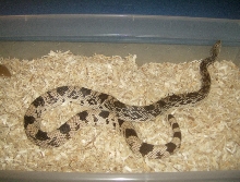 Male Northern Pine Snake