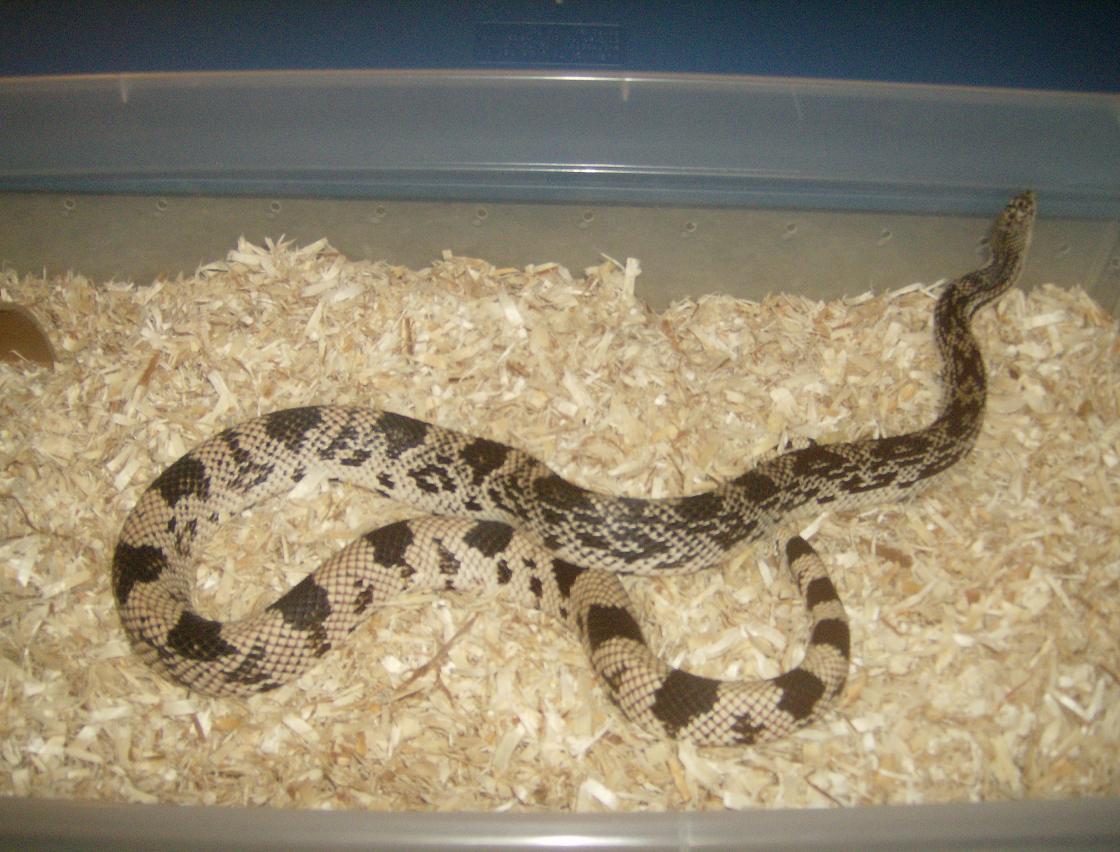 Male Northern Pine Snake