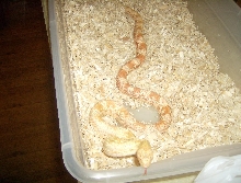 Albino Northern Pine Snake