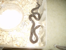 Baby Female Black Pine Snake