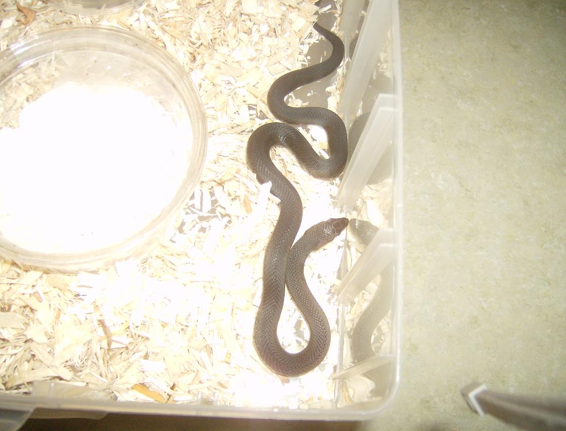 Baby Female Black Pine Snake