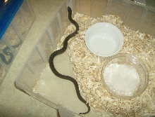 Baby Male Black Pine Snake