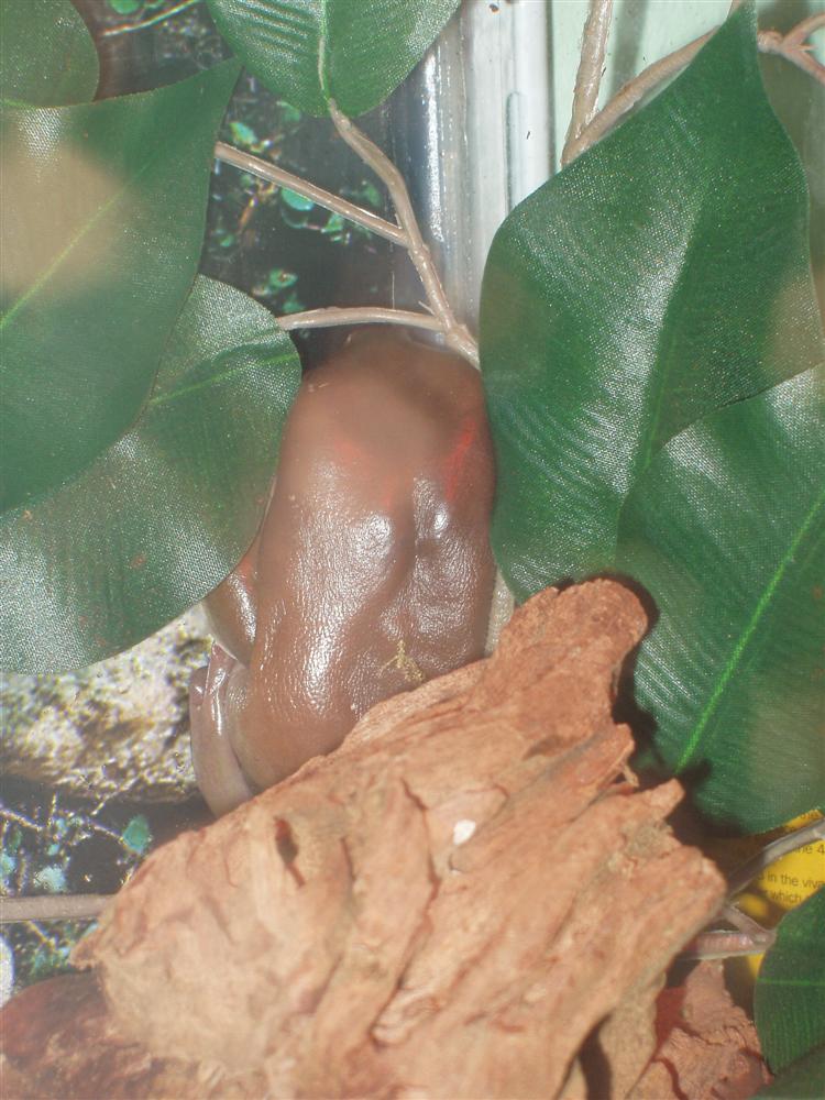 My new WTF Lumpy :D
