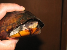 mud turtle