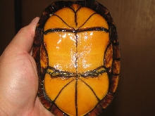 mud turtle