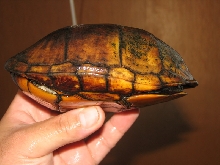 side view