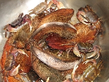 land crabs