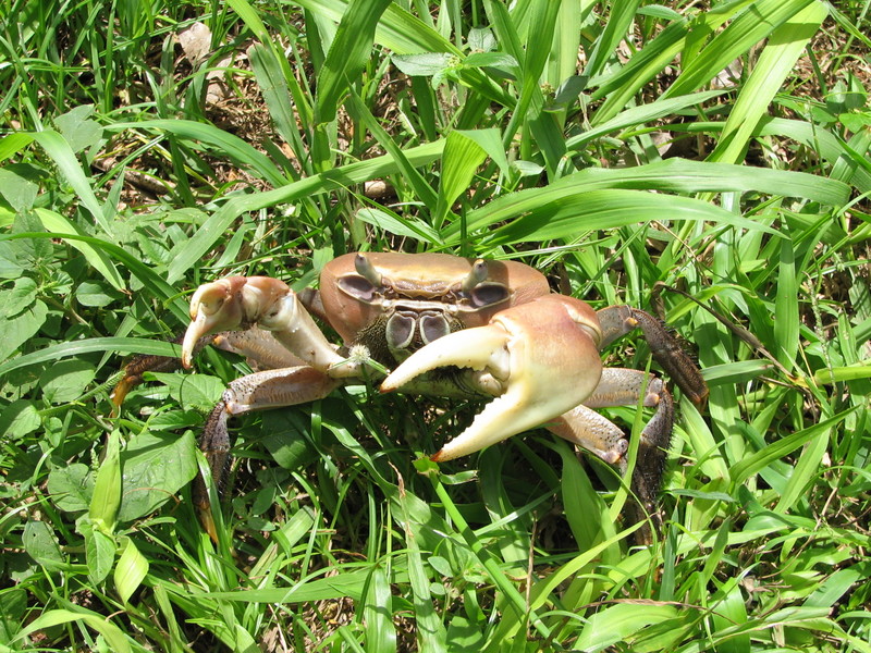 land crab
