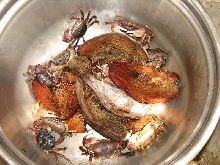 crabs