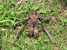 Coconut crab