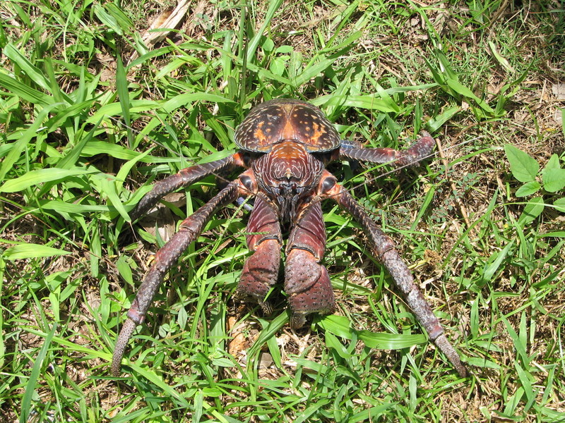 Coconut crab