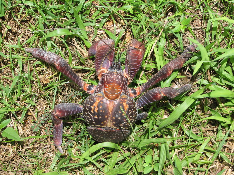 coconut crab 2