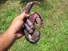 coconut crab 3