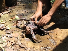 coconut crab