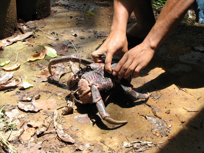 coconut crab