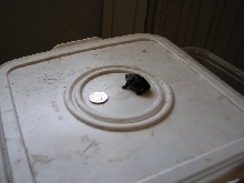 Mud turtle