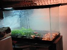 mud turtle enclosure
