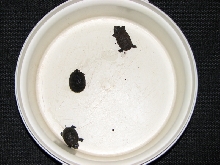 group muds
