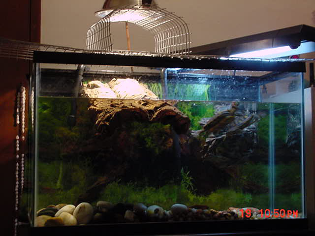 tank