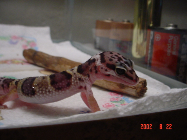 New gecko