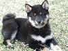 9 weeks