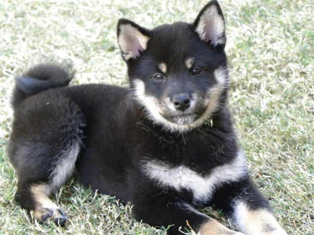 9 weeks