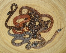 thayeri hybrid