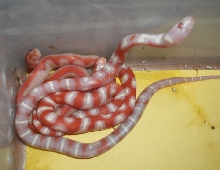 Amel Tricolored Junglecorn