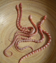 Amel Tricolored Junglecorn