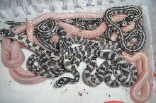 Junglecorns