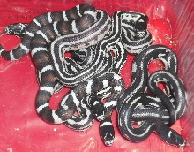 Sinacal F1