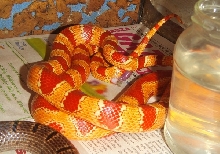 tricolored junglecorn