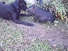 dog and pig