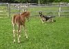 CT Colt and Ger Shep