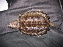 My one year old snapper!