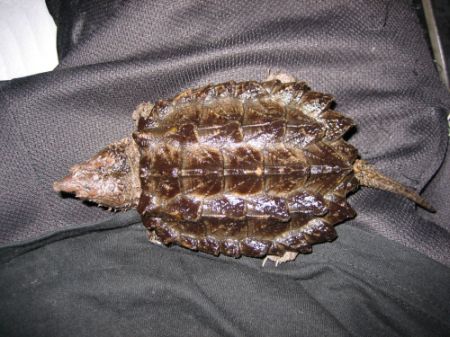 My one year old snapper!