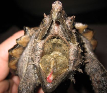 My one year old snapper!