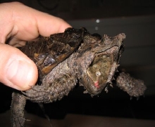 My one year old snapper!