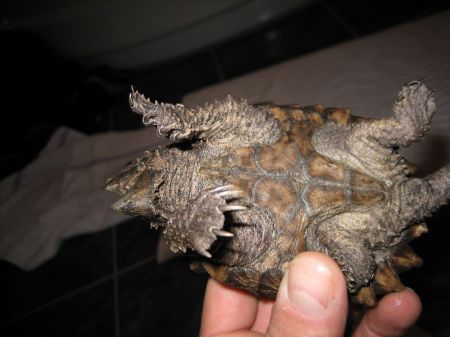My one year old snapper!