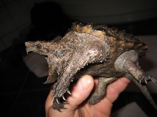 My one year old snapper!