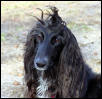 bad hair day