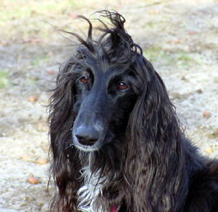 bad hair day