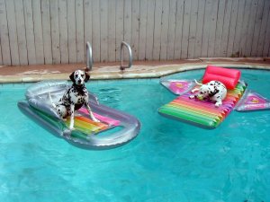 dog days of summer