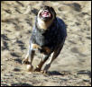 romping in the sand
