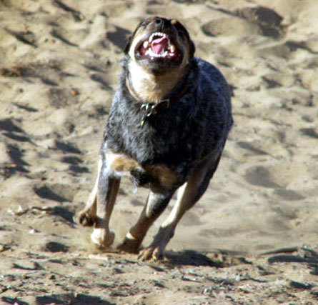 romping in the sand